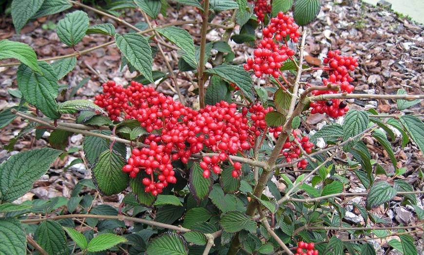 Image 7: Viburnum 'Kilimanjaro Sunrise' - Up to 3 Potted Plants