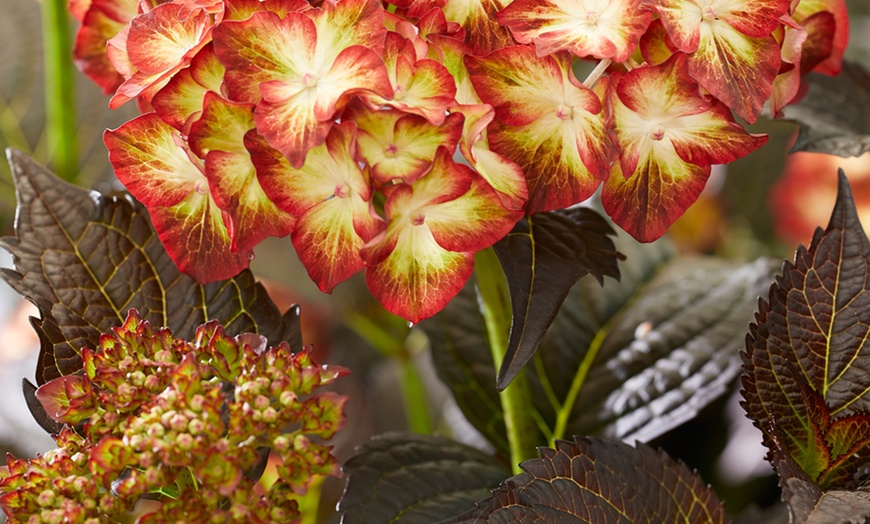 Image 5: Hydrangea Light My Fire 2 Litre Pot