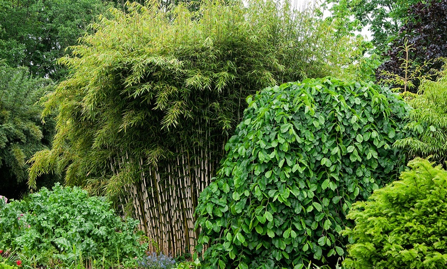 Image 2: Three Bamboo Fargesia Rufa Plants