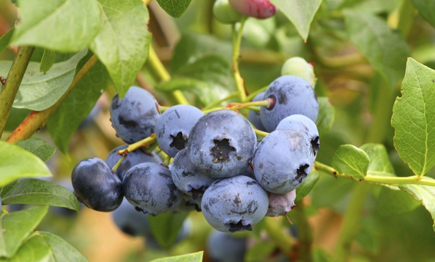 Image 1: 1, 2 or 3 Blueberry Duke Plants