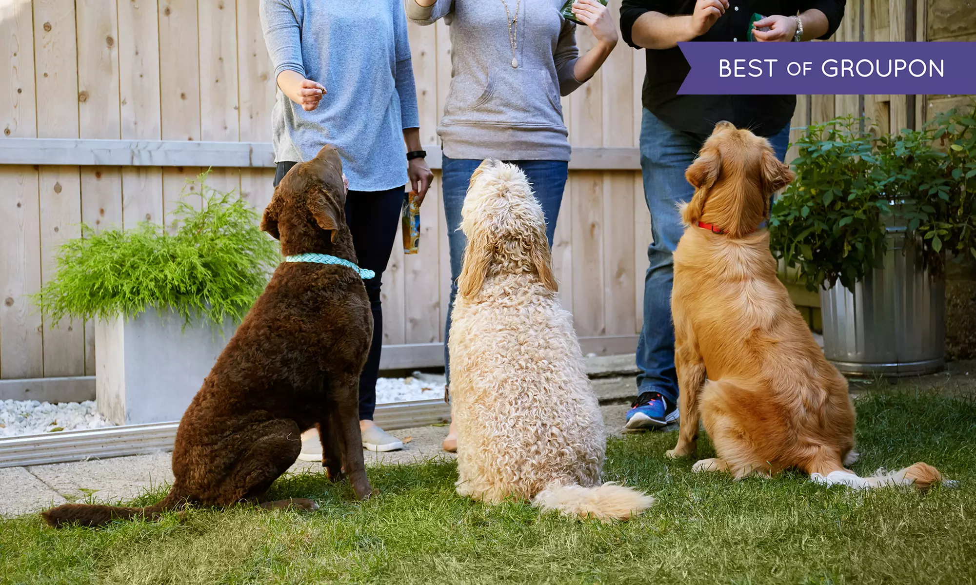 Kurs online: Instruktor szkolenia psów z certyfikatem za 59 zł w Kar-Group - Primary Image