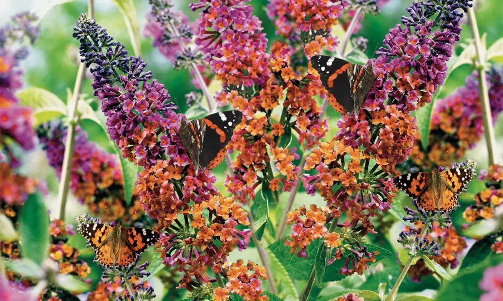 Buddleia Flower Power: One, Two or Three Plants - Primary Image