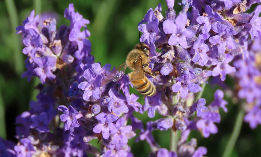 Image 3: Up to 12 Fragrant English Lavender ‘Hidcote’ 9cm Potted Plants 