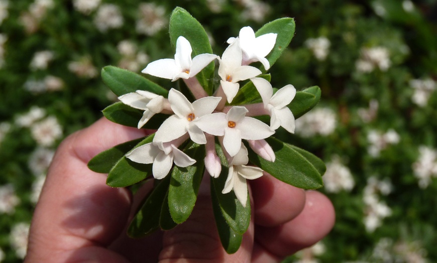 Image 3: Daphne 'Eternal Fragrance' – 1 or 2 Potted Plants