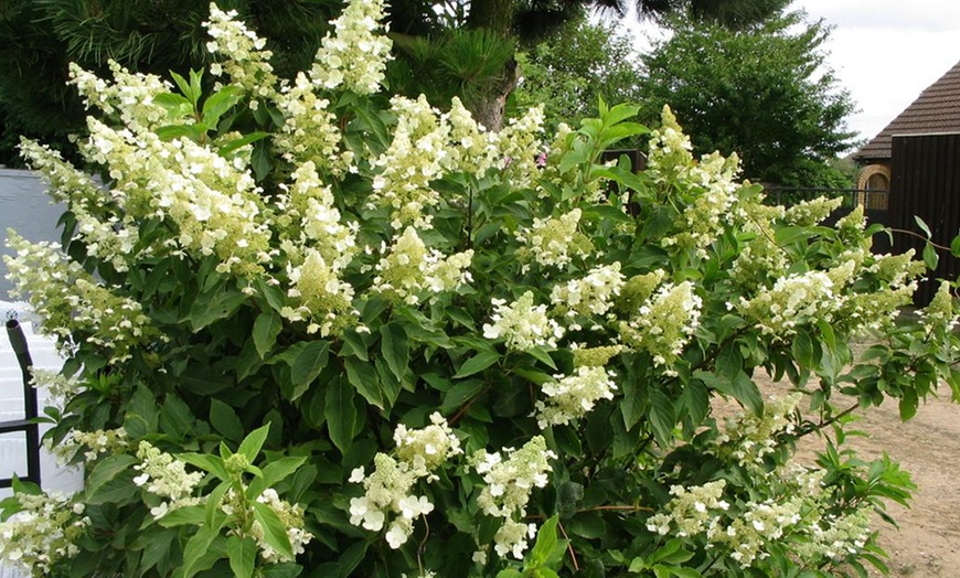 Image 9: 3 o 6 plantas hortensias