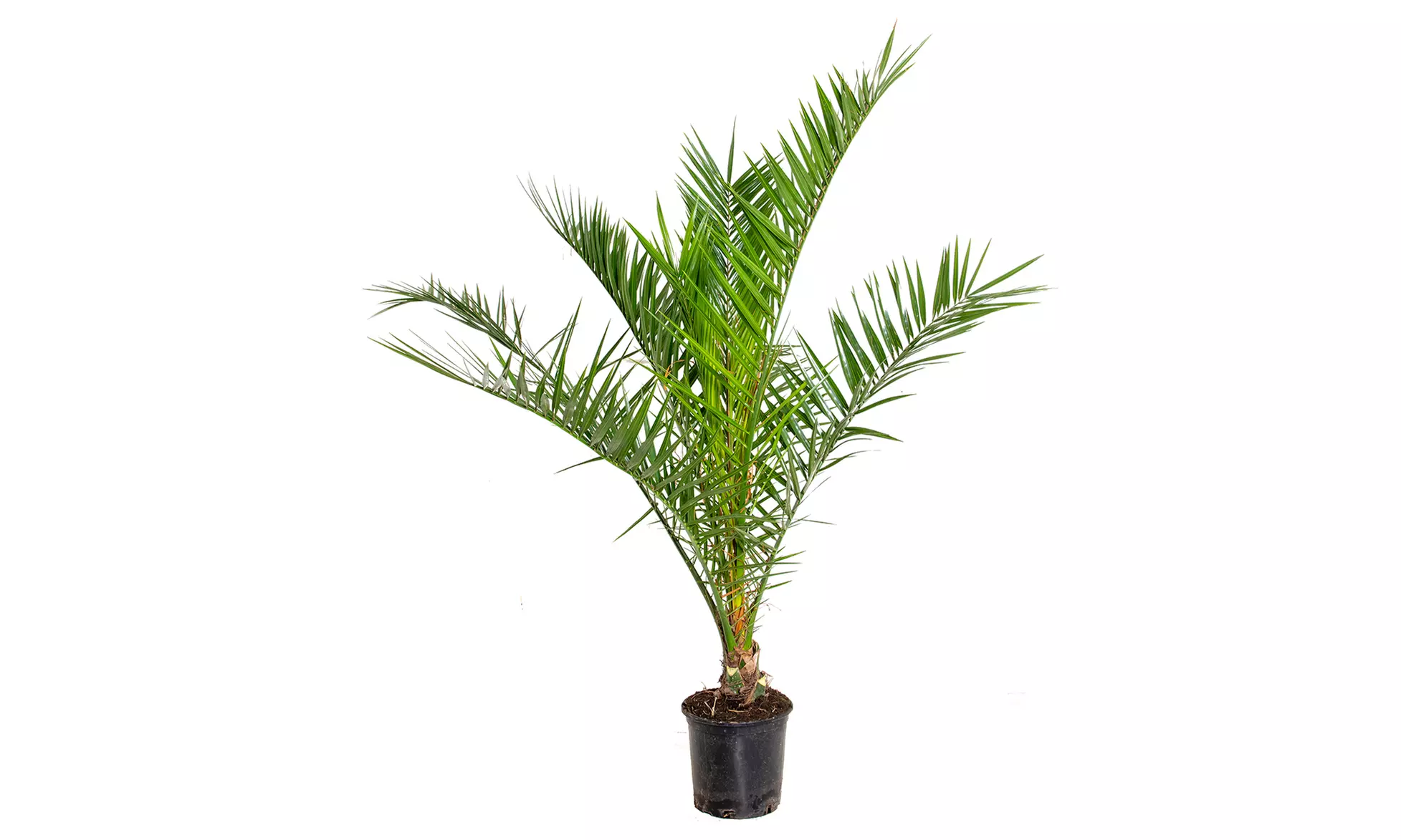 Palmier dattier Phoenix "Canariensis"