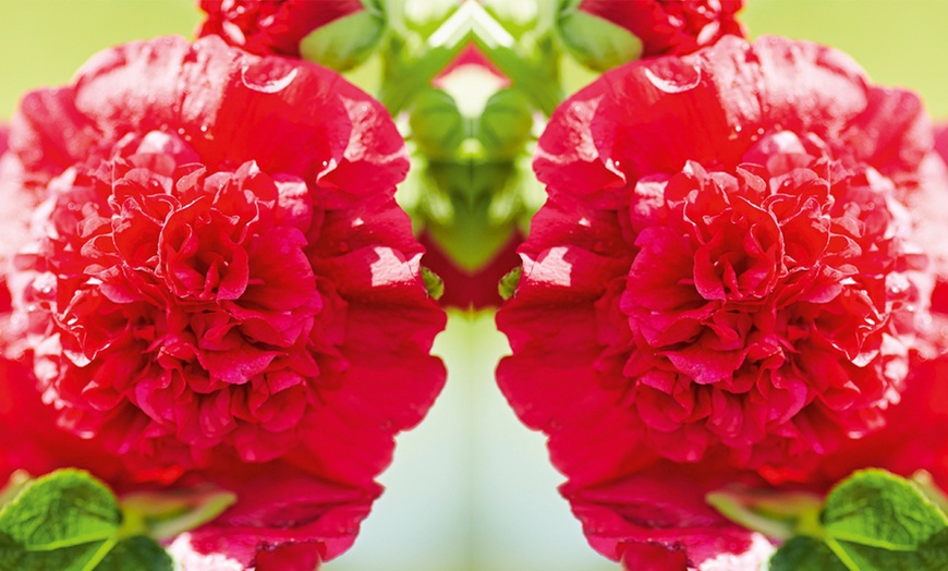 Image 2: Three or Six Hollyhock Chaters Doubles Bare-Root Plants