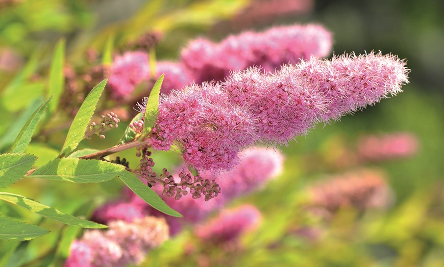 Image 14:  Mixed Hardy Shrub Collection - 8, 16 or 24 Plants