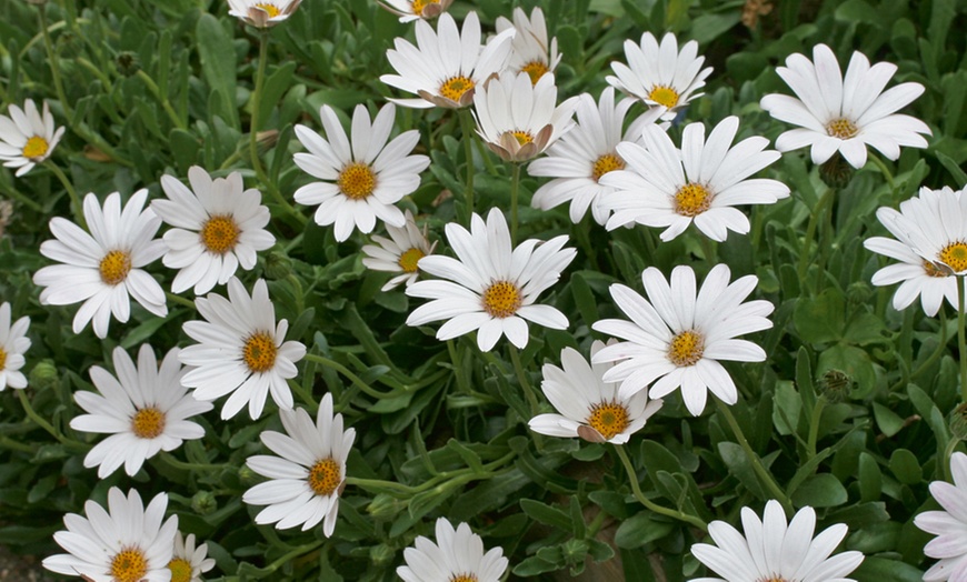 Image 4: Osteospermum Hardy Snow Pixie, Tresco Purple or Collection