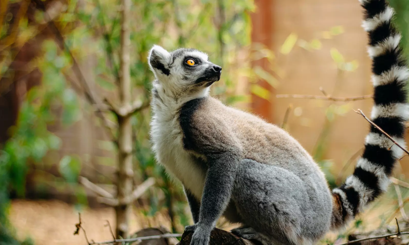 Embark on a Wild Adventure at Up to 58% Off at Exotic Zoo!