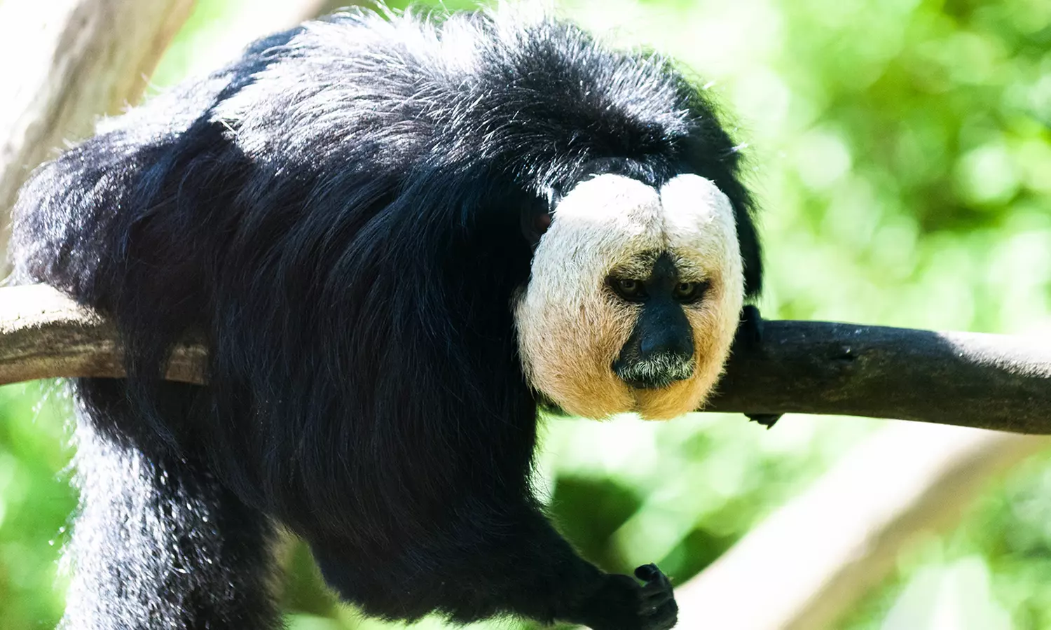 Découvrez plus de 300 animaux au zoo de Maubeuge