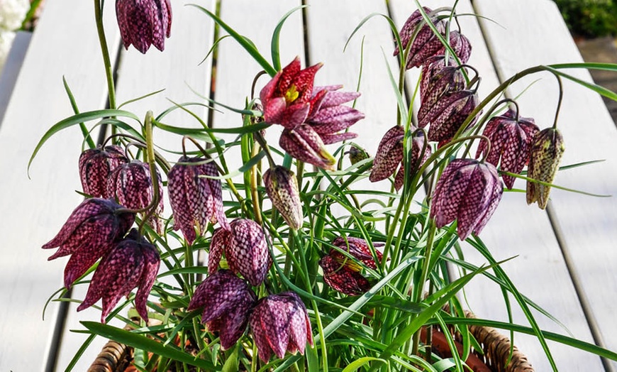 Image 5: 25 or 50 Fritillaria Meleagris Mixed Spring Flowering Bulbs