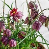 Image 5: 25 or 50 Fritillaria Meleagris Mixed Spring Flowering Bulbs