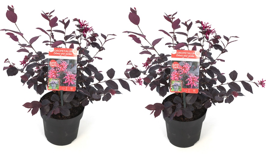 Image 5: Loropetalum Ever Red Plant