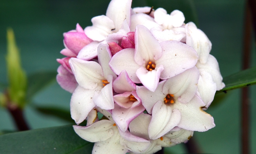 Image 4: Daphne 'Eternal Fragrance' – 1 or 2 Potted Plants