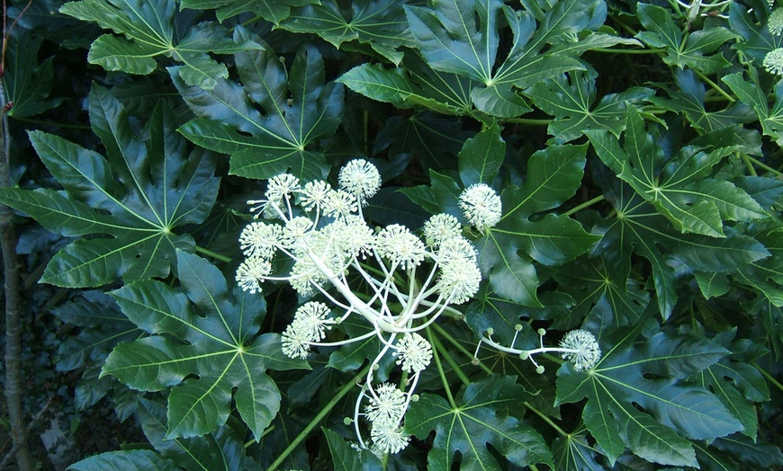 Image 3: Evergreen Fatsia Shrub - 1, 2 or 3 Potted Plants
