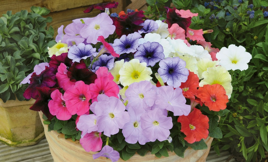 Image 4: 24, 36 or 72 Petunia Frenzy Mixed Plug Plants