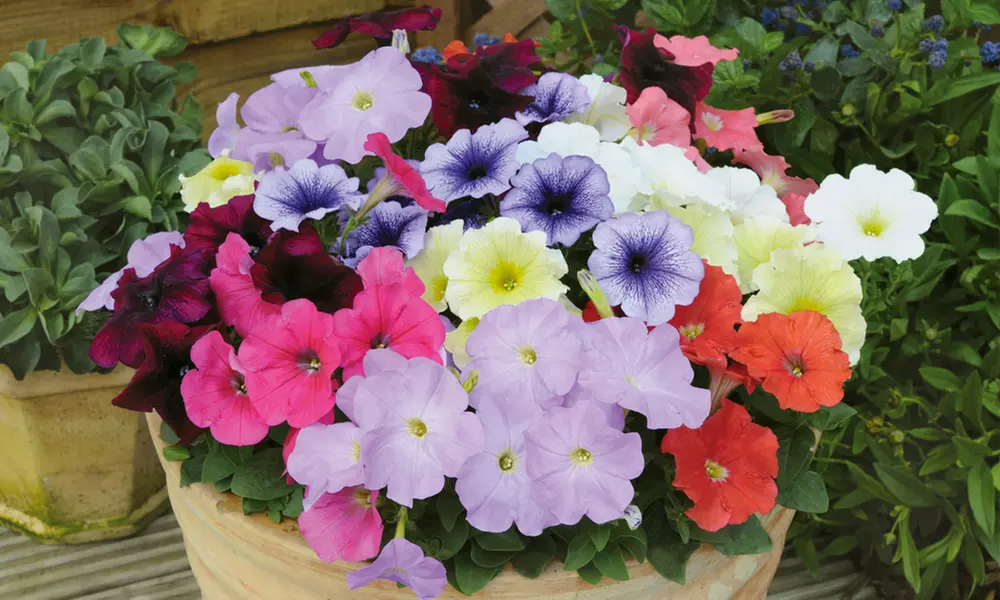 Petunia 'Frenzy Mixed' -24, 42 or 60 Plants