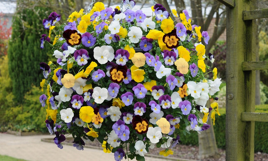 Image 1: Two Preplanted Cool Wave Pansies in Baskets
