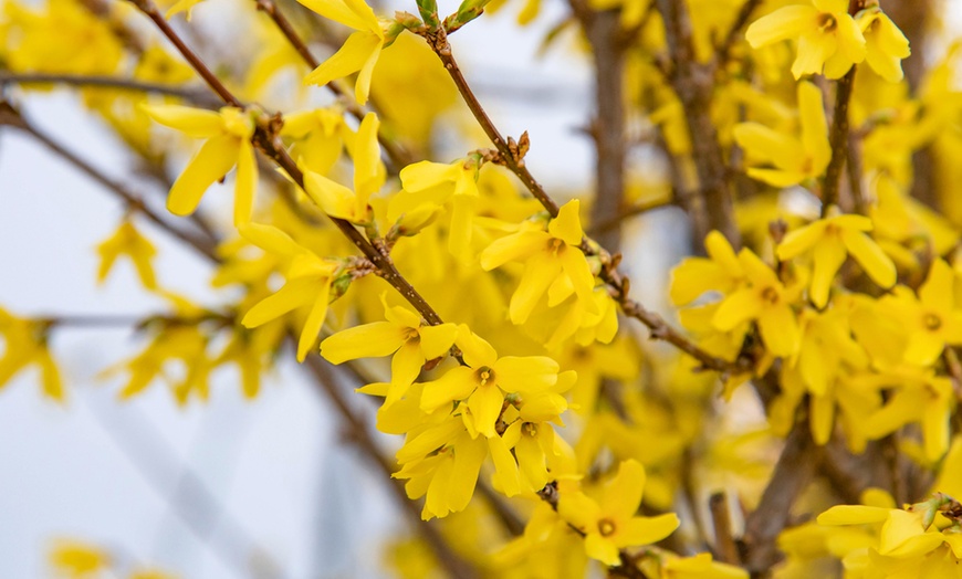 Image 3: Up to Three Dwarf Forsythia 'Mikador Plants' 9cm with Optional Planter