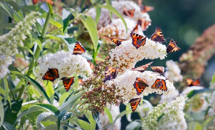 Image 2: Buddleja Butterfly Plants