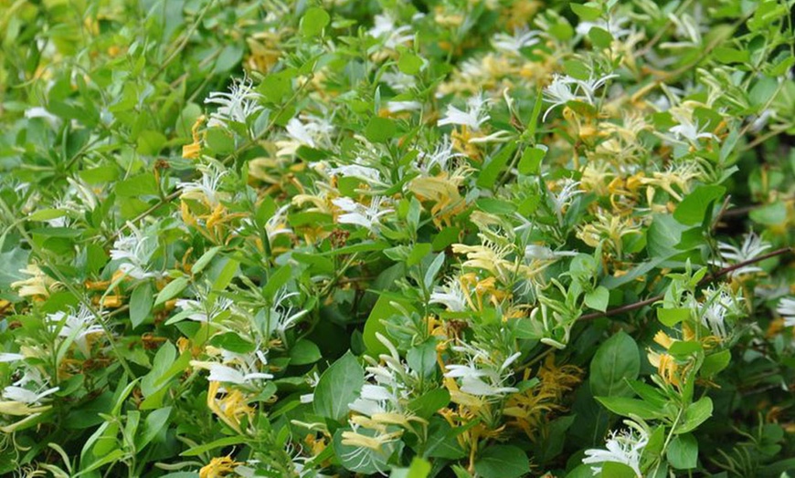 Image 5: Potted Fragrant Honeysuckle Plants – Trio of Varieties