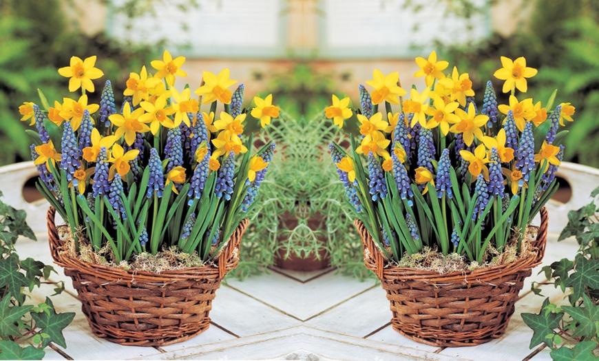 Image 1: Daffodil and Muscari Bulb Plants