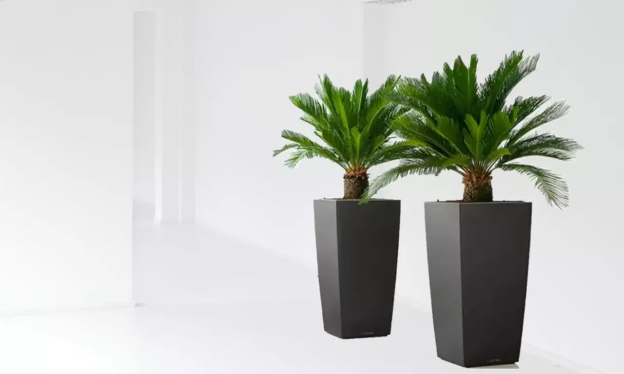 Cyca japonesa de tamaño normal o grande con maceta, de Gardenzo