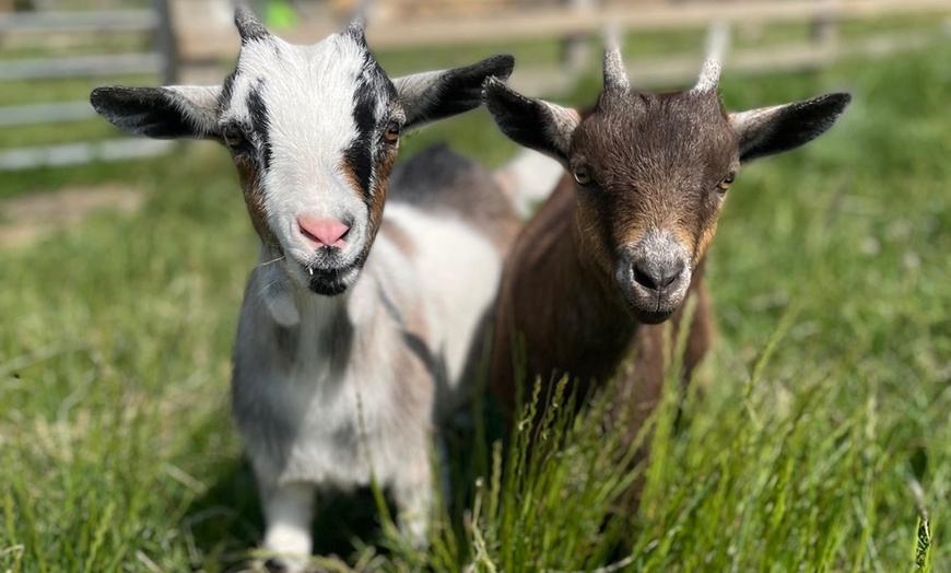 Image 1: Interactive Animal Encounters with Inquisitive Alpacas and More!