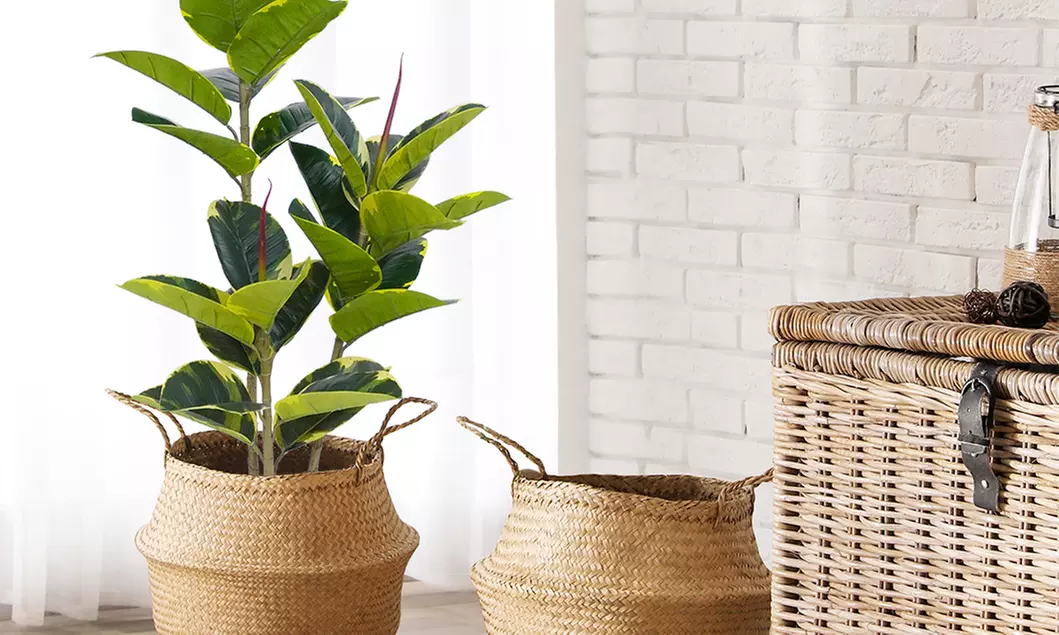 Collezione di piante finte da interno