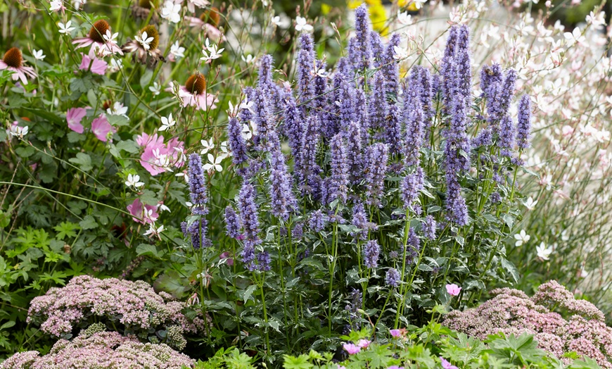 Image 1: One, Two or Three Agastache Crazy Fortune Plants