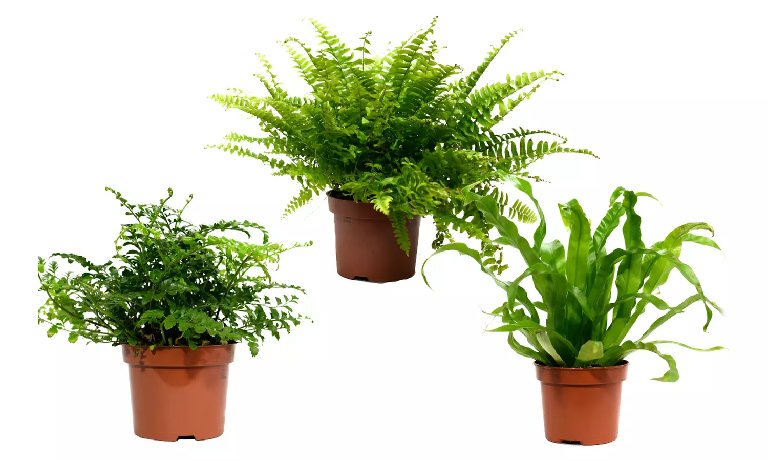 Set aus 3 Mischfarn Zimmerpflanzen - Grünes Paradies für Ihr Interieur - Second Medium