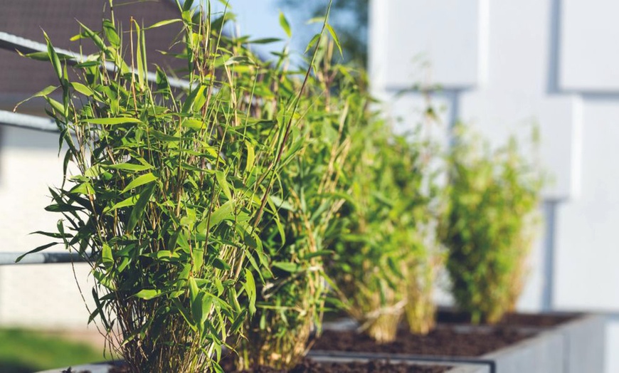 Image 2: Bamboo Fargesia Murieliae - 1 or 2 Potted Plants