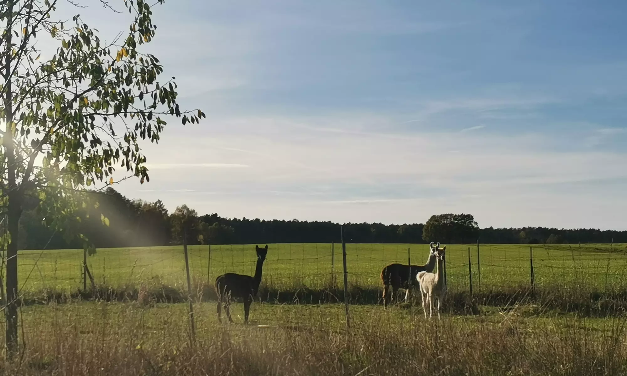 Alpaka- und Lama-Wanderung