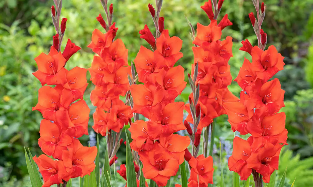 125er-Blumenzwiebel-Mischung aus 5 Blumensorten aus Holland - Second Medium