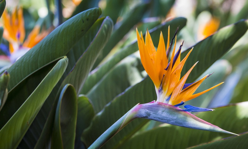 Image 8: Exotic Bird of Paradise Plant