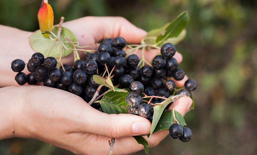 Image 2: Aronia Berry Nero 2L Plant