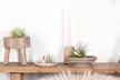 Lot de 5 ou 10 tillandsias – plantes aériennes décoratives et faciles d’entretien - Image 3