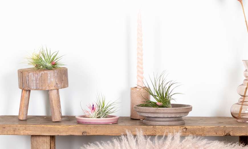 Image 3: Lot de 5 ou 10 tillandsias – plantes aériennes décoratives