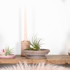 Image 3: Lot de 5 ou 10 tillandsias – plantes aériennes décoratives