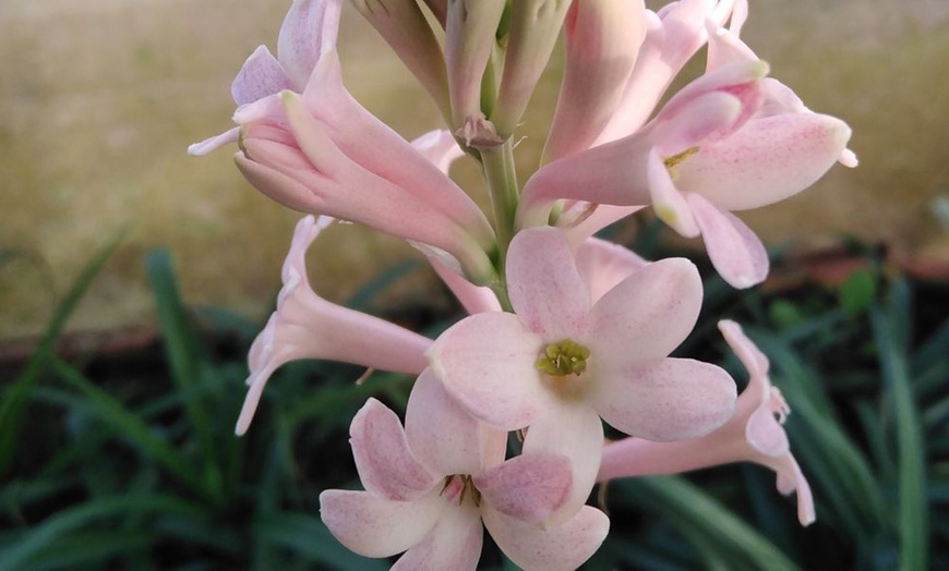 Image 3: Polianthes tuberosa 'Pink Sapphire' – Buy 3 or 6 Tubers