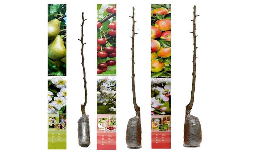 Image 15: 3x, 5x oder 10x OH2 Obstbaum-Mix