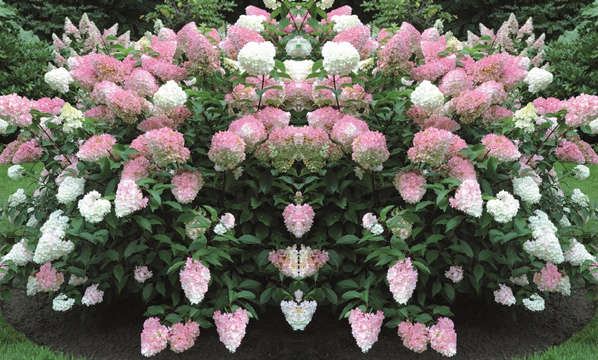 Image 12: One, Two or Three Hydrangea Paniculata Vanilla Fraise Potted Plants