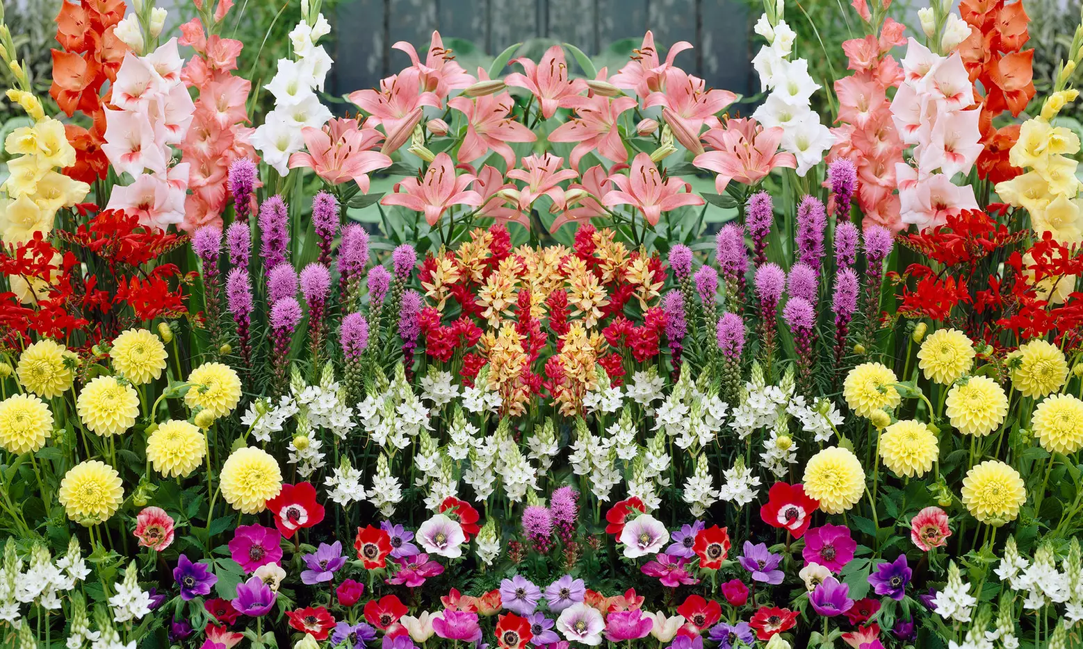 Mirabilis 4'o Clock, Incarvillea Grand Gloxinia, and Jumbo Lily Bulbs (12-, 24-, or 36-Pack) - Primary Image