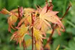 Two Acer Palmatum Orange Dream Plants - Image 3