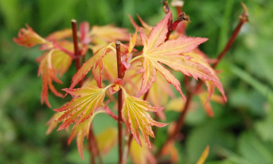 Image 3: Two Acer Palmatum Orange Dream Plants