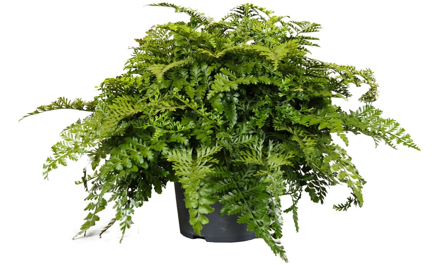 Image 2: "Asplenium Parvati" varenplant