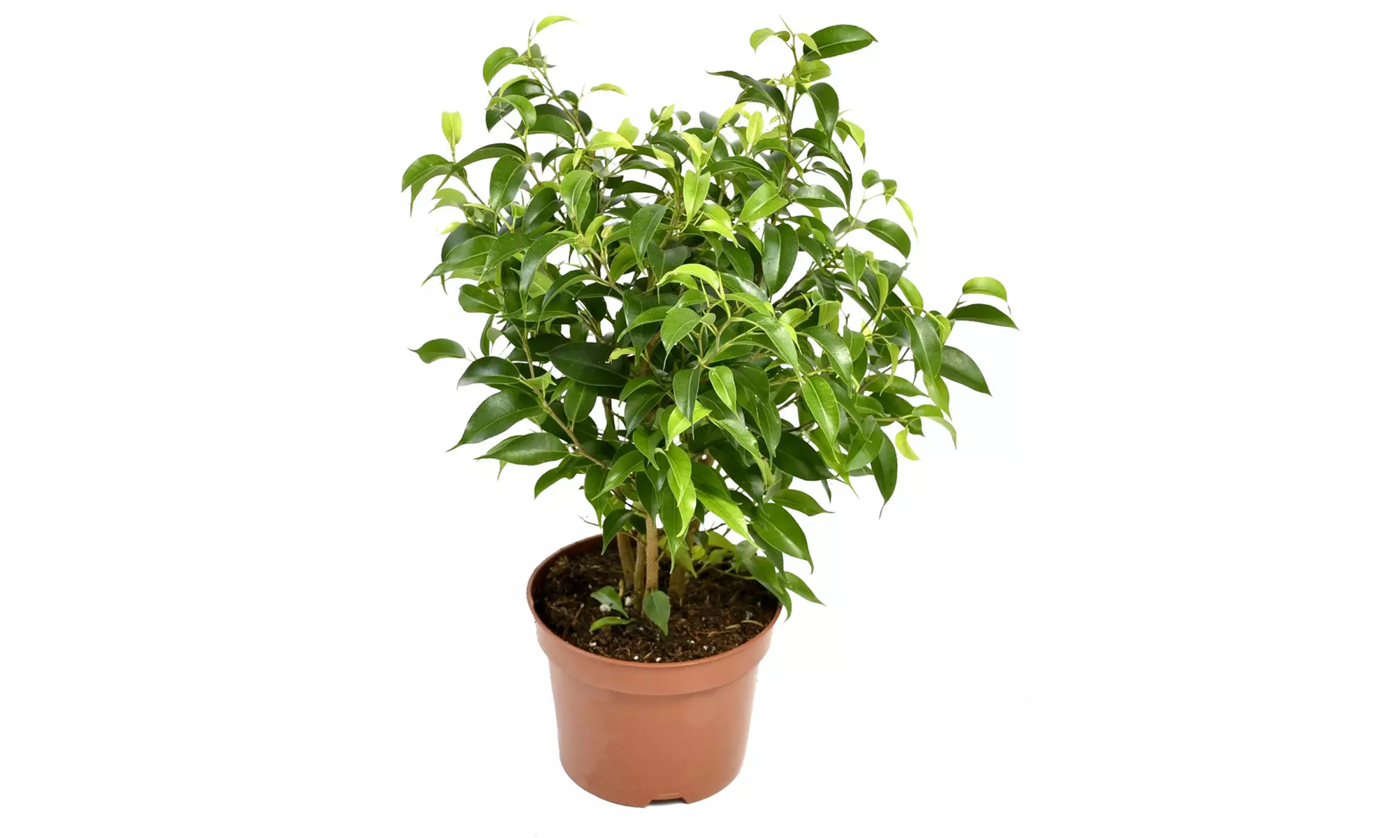 4er-Set trendige Zimmerpflanzen in stilvoller Verpackung