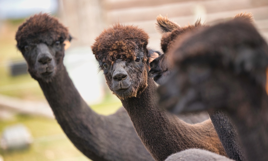 Image 1: Enjoy a Two-hour Alpaca Meet, Greet, and Walk for Two, Three, or Four