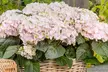 Hydrangea Rembrandt Collection – 3 Potted Plants in 2Litre Pots - Second Medium